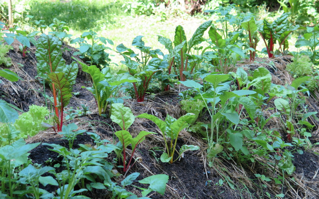 Ökologisch Gärtnern